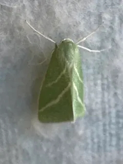 Oblique-striped Emerald thumbnail 3