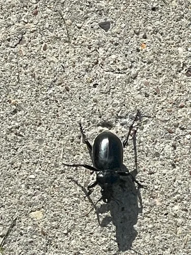 Calosoma affine
