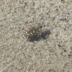 Hairy-necked Tiger Beetle thumbnail 3