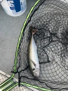 Pacific Jack Mackerel thumbnail 1