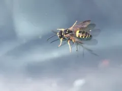 Cerceris rufopicta thumbnail 3