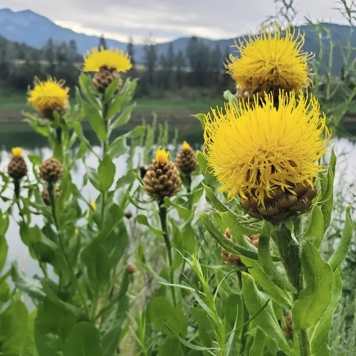 Giant Knapweed