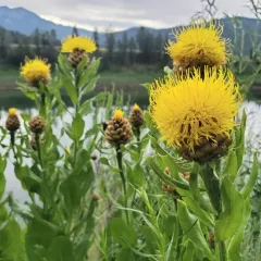 Giant Knapweed thumbnail 1