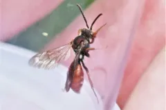Five-spined Nomad thumbnail 3