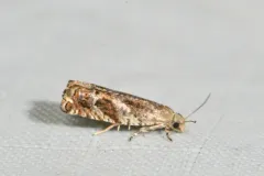 Epinotia corylana thumbnail 1