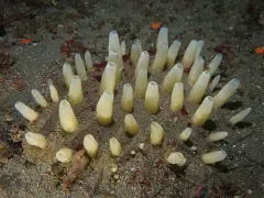 Aggregated Nipple Sponge thumbnail 2