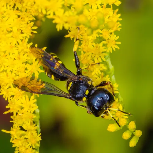 Ectemnius maculosus