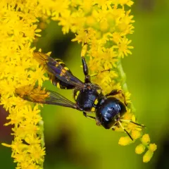 Ectemnius maculosus thumbnail 1