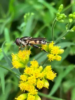 Yellow-thighed Thick-leg Fly thumbnail 2