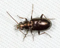 Bembidion americanum thumbnail 2