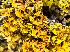 Bare-bottomed Sunburst Lichen thumbnail 4