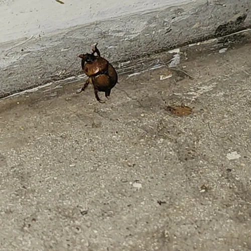 Bruner's Earth-boring Scarab Beetle