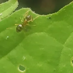 Yellow-footed Ant thumbnail 3