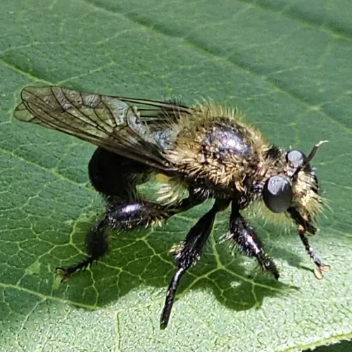 Black-tailed Laphria