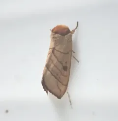 Spotted Datana Moth thumbnail 4