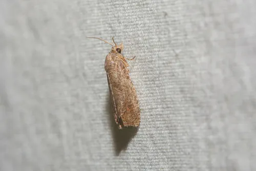 smoky prairie-dock borer