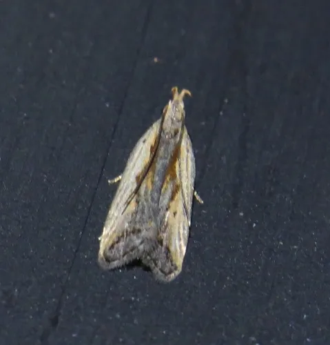 Dichomeris scrutaria