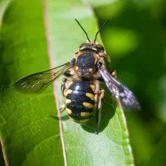 Florentine Woolcarder Bee thumbnail 1