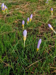 Crocus atticus thumbnail 2
