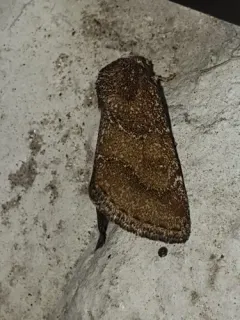 Brown Flower Moth thumbnail 2