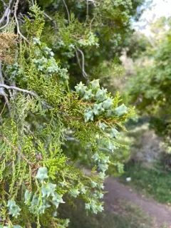 Chinese arborvitae thumbnail 1