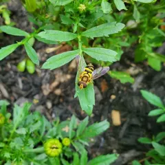 Eastern Flower Fly thumbnail 3