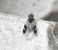 Tephritis pura thumbnail 3