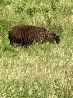 Sheep thumbnail 4