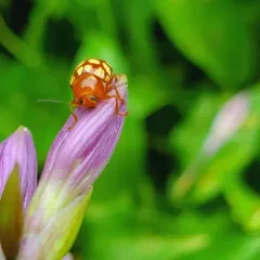 Fourteen-spotted Leaf Beetle thumbnail 4