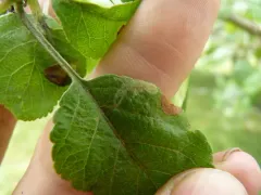 Garden Apple Slender thumbnail 4