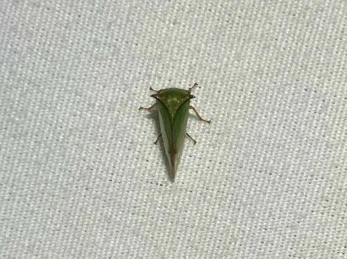 Stictocephala militaris