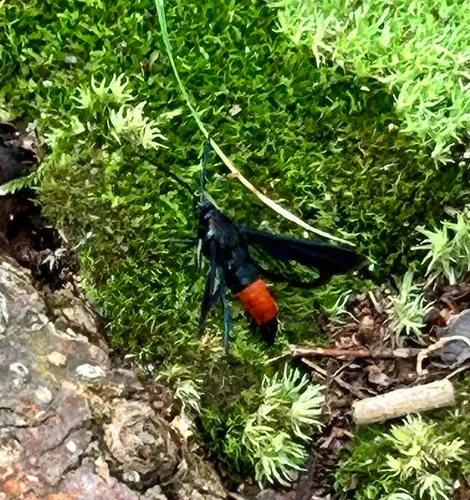 Tupelo Clearwing Moth