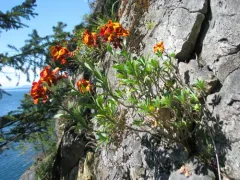 French marigold thumbnail 4
