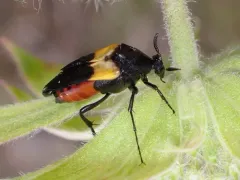 Macrosiagon flavipennis thumbnail 4