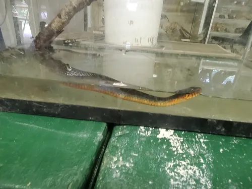 Plain-bellied Watersnake