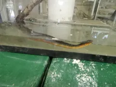 Plain-bellied Watersnake thumbnail 1