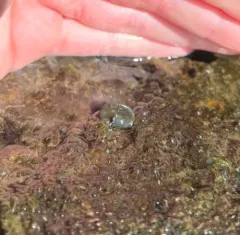 Nostoc parmelioides thumbnail 2