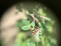 Strapwort thumbnail 2