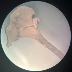 Craterellus calyculus thumbnail 1