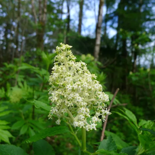 blue elder