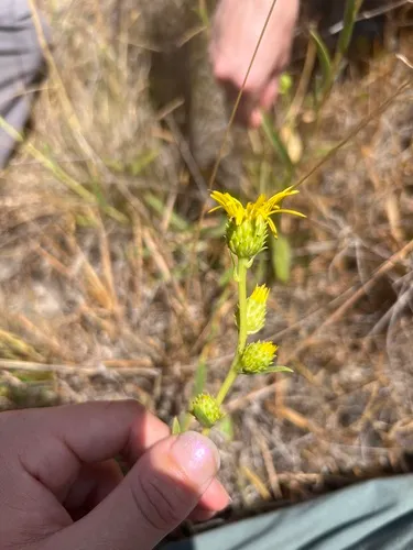 clustered goldenweed