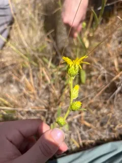 clustered goldenweed thumbnail 1