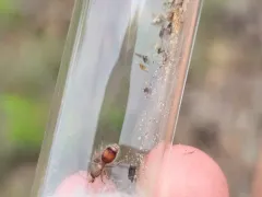 Dasymutilla monticola thumbnail 2