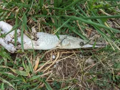 Shortnose Gar thumbnail 4