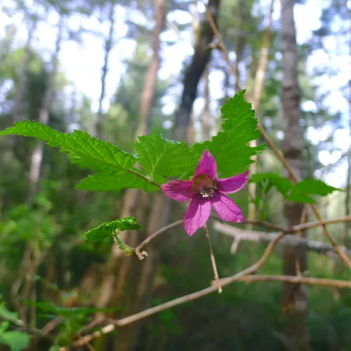 Salmonberry