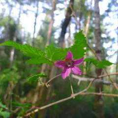 Salmonberry thumbnail 1