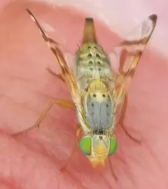 Terellia palposa thumbnail 3