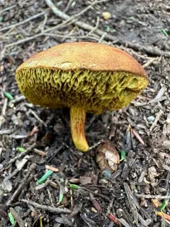 Xerocomus illudens thumbnail 2