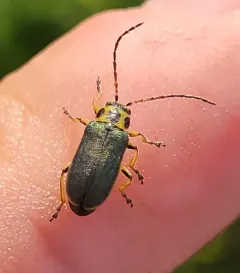 Trirhabda convergens thumbnail 2