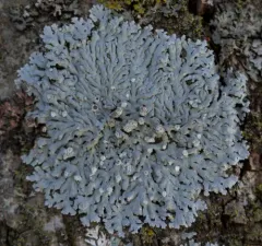 American Rosette Lichen thumbnail 2